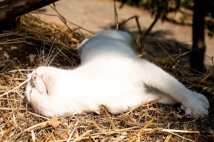 Les chats blancs sont particulièrement sensibles aux coups de soleil.