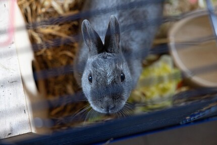 Les lapins sont des hôtes bienvenus au Tierhotel 5 Stern.