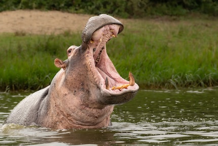 Reisst ein Hippo das Maul auf, nimmst du besser die Beine in die Hand.