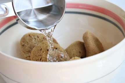 The sponges spend the first night at my house in a vinegar-and-water bath to get clean.