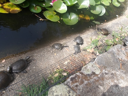 The A Cupulatta turtle parade.