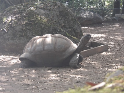 A Galápagos giant tortoise.