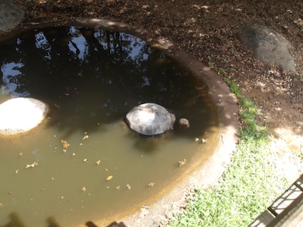 A giant tortoise taking a bath.