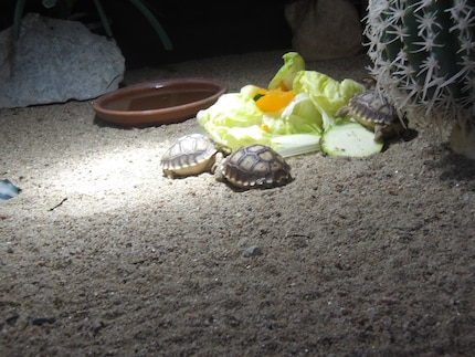 Tortoises bred in captivity.