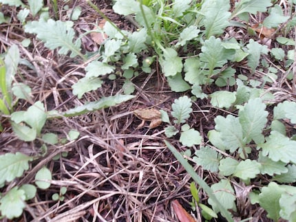 This grass frog hopped right in front of our feet during our outing.