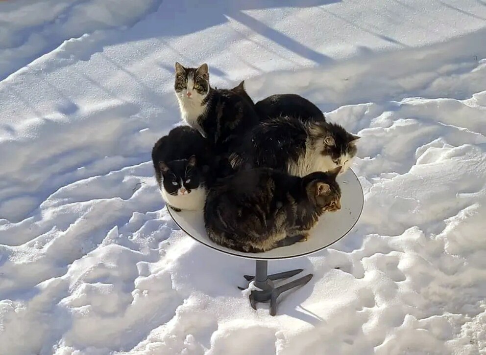 Les chats apprécient le chauffage intégré des paraboles.