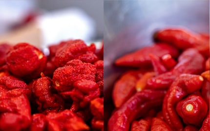 À gauche, le Carolina Reaper ovale, à droite, le Naga Morich allongé.