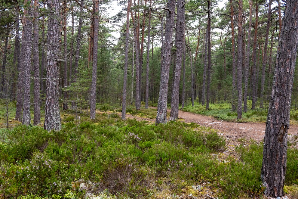 Im Wald auf der Insel Sandön.