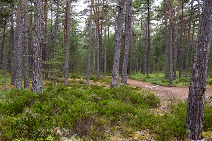 Forest on the island of Sandön.
