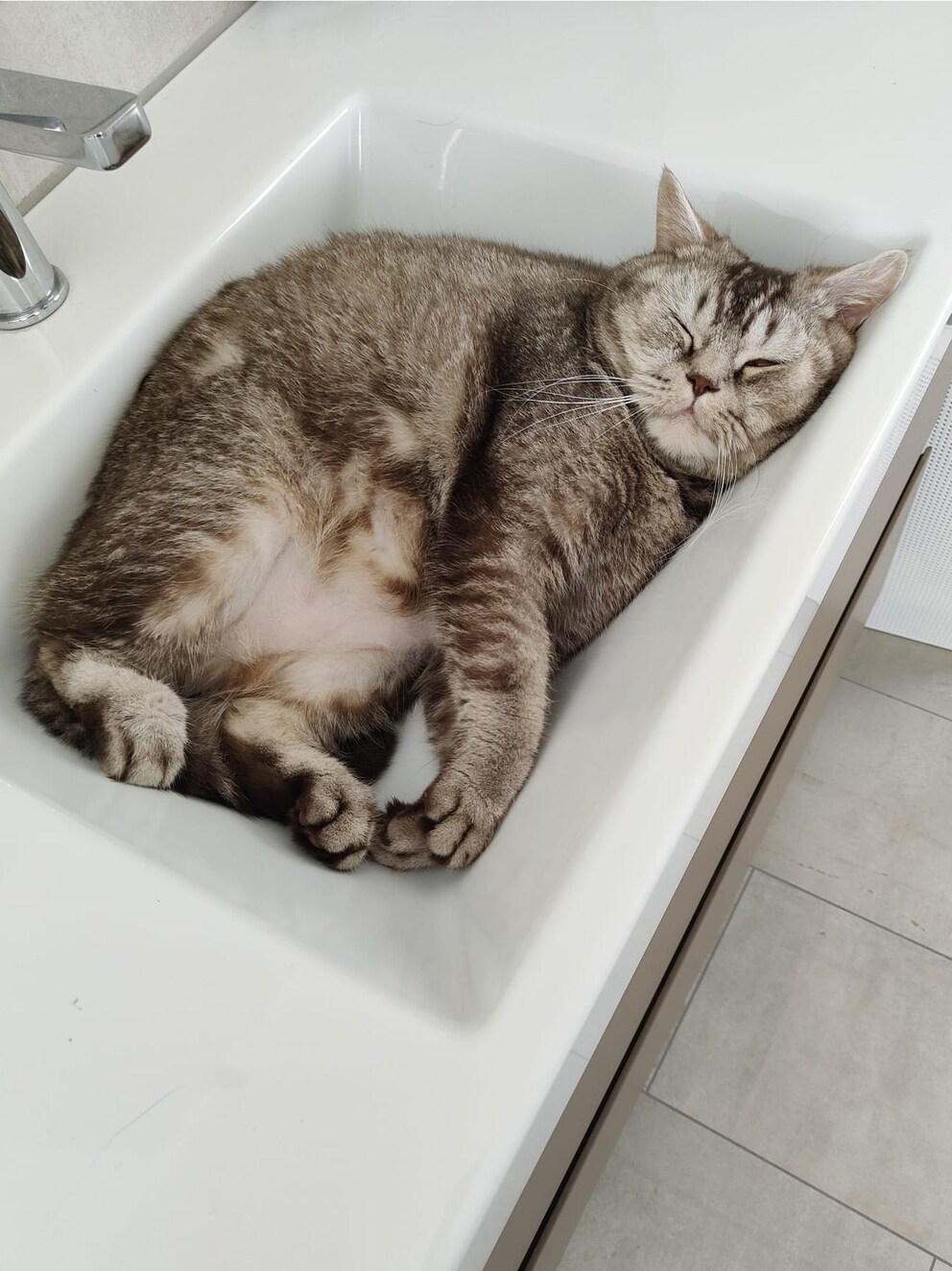 Gismo. Photo : Tanja Lehmann