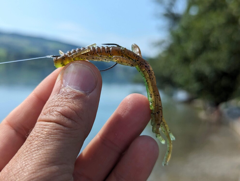 L'esca di gomma imita un animale da preda ferito che barcolla sul fondo.