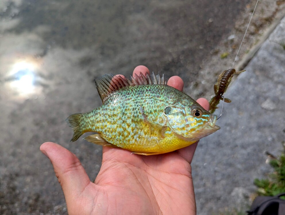 Il primo pesce sulla canna del principiante: un persico sole.