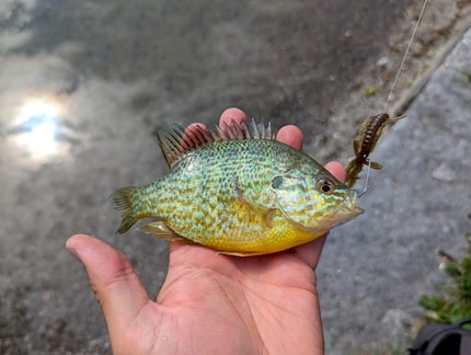 Premier poisson capturé avec la canne pour débutant·es : une perche-soleil.