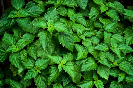 Pogostemon cablin (Blanco) Bentham, or simply patchouli.