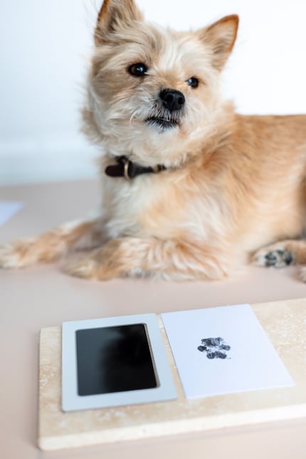 Le tampon encreur ne laisse aucun résidu sur la patte du chien.