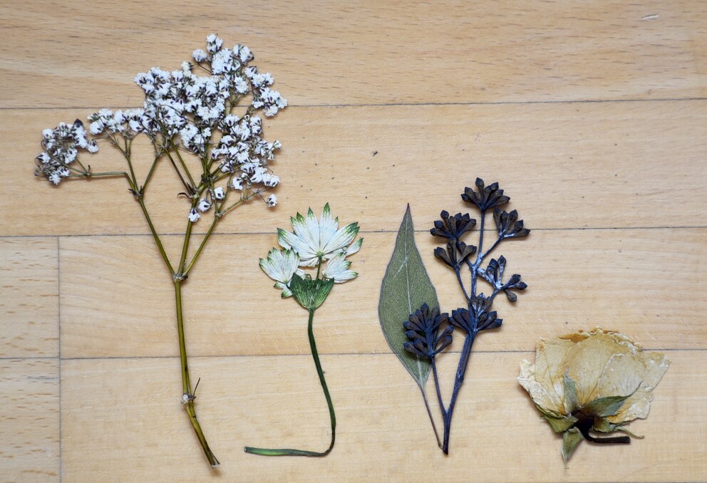 I fiori più belli, da sinistra a destra: gipsofila, astranzia, eucalipto e rosa.