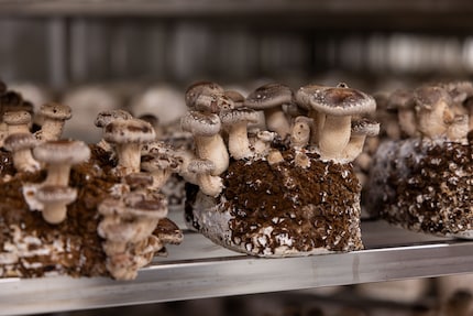 Mit ihm hat in Kerns alles begonnen: der Shiitake. Typisch sind die weissen «Flöckchen» auf seinem Hut.