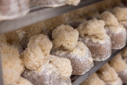 Tête-de-Moine-Käse oder Mützen-Bommel? Der Pom-Pom frise.
