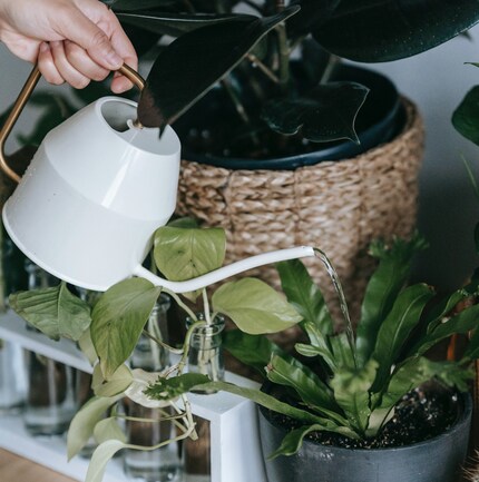 Une super tâche de deux minutes : arroser les plantes.