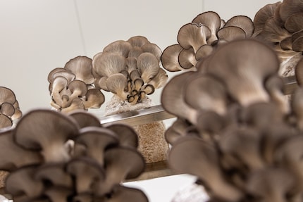 Der Pleurotus, auch Austernseitling genannt, sticht mit seinen auffälligen Lamellen ins Auge.