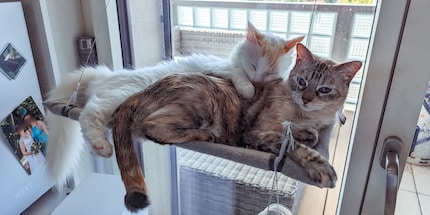 Le nostre due gatte di casa Zelda (a sinistra) e Leia (a destra) provano la lettiera di Galaxus.
