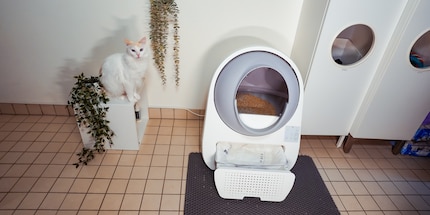 Zelda è contenta che il suo bagno sia di nuovo pulito.