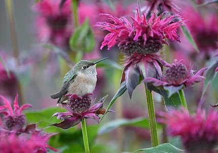 Breitschwanzkolibri mit Blümchen, fotografiert mit der Nikon Z 8 und dem Nikkor Z 600 mm f/6.3 VR S.