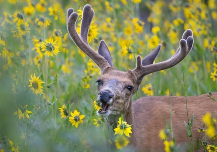 Rothirsch mit Blümchen, fotografiert mit der Nikon Z 8 und dem Nikkor Z 600 mm f/6.3 VR S.