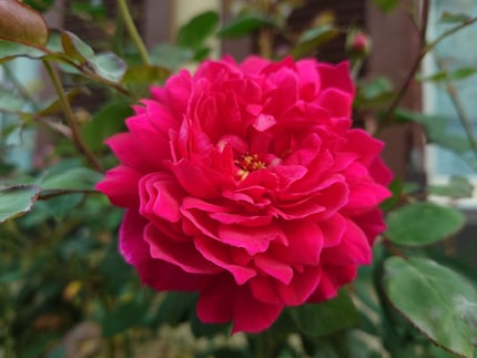 Anche senza una fotocamera macro ottengo bellissimi primi piani.