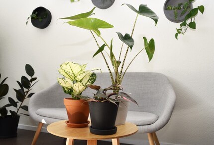 Schön anzusehen, aber eher empfindlich: Aglaonema, Pink Princess (vorne) und Alocasia.