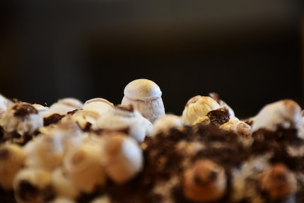 Some of the mushrooms are already sporting tiny caps.