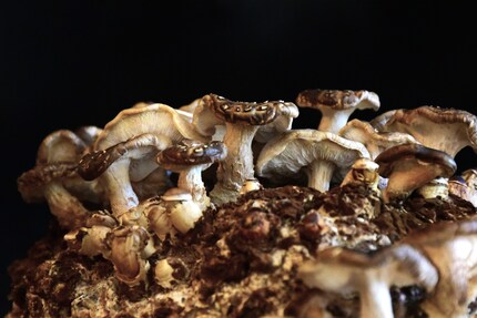 The «snowflakes» on the caps give shiitake their signature look.