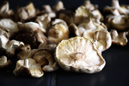 My living room mushroom factory produced a total of 51 mushrooms.