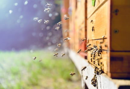 Wenn eine Biene eine geeignete Futterquelle findet, teilt sie den anderen Bienen über ihren Tanz den Fundort mit. Die Roboterbiene der TU Berlin kann ebenfalls durch ihren Tanz Wegbeschreibungen kommunizieren.