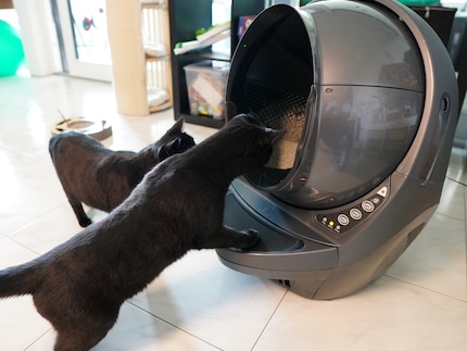 All’inizio tutti e due i gatti sono curiosi: Pinot dietro e Nero davanti.