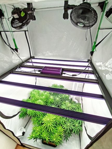 Ma nouvelle tente mesure 120 × 120 × 220 centimètres. Ma nouvelle lampe LED y est à l’honneur, de même que les plantes de cannabis.