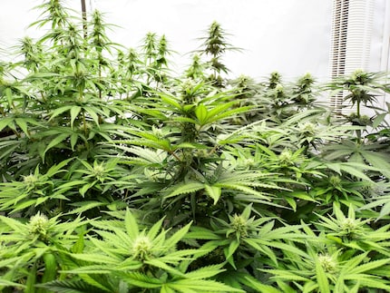 Ces quatre plants de cannabis femelles (profil génétique à dominance indica) sont âgés de 63 jours. C’est la quatrième semaine de floraison sur dix, au rythme de 12 heures/12 heures. La plus grande plante mesure 75 centimètres. Je suppose qu’elle mesurera environ 110 centimètres à la fin.