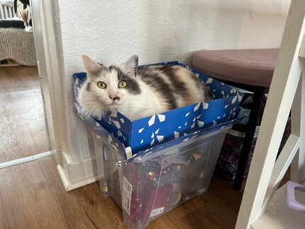 Katzen lieben Kartons in jeder Form.