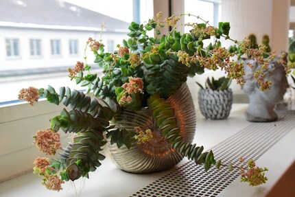 Another feast for the eyes – this time, a Crassula Marnieriana.