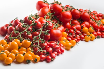 La diversité des formes semble infinie : on trouve aujourd’hui des tomates de petite taille, lisses et rondes, des tomates de grande taille, ridées et allongées ; et toutes les variantes imaginables entre les deux. 