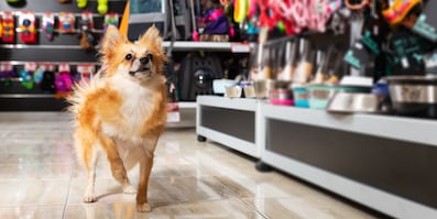 Dogs accessories store online shopping