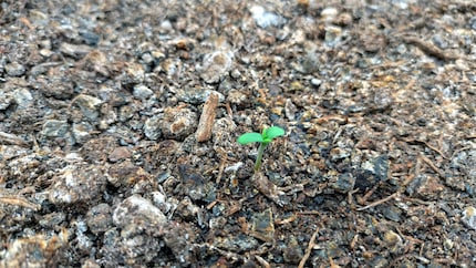 Assicurati che le tue piante siano coltivate in un terreno adatto alla cannabis e che ricevano luce fin dalla prima ora.