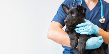 Der Gang zum Tierarzt kann schnell mal richtig teuer werden.