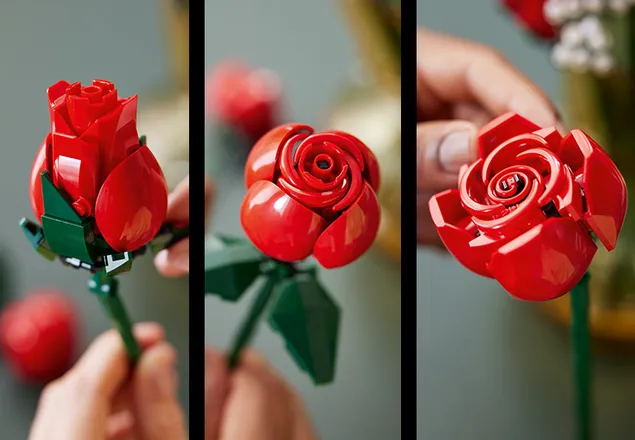 Drei verschiedene Blütestadien haben die insgesamt 12 Rosen.