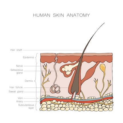 So sieht die Haut im Querschnitt aus. In der mittleren Hautschicht, der sogenannten «Dermis», sitzen die Talgdrüsen (hier auf Englisch: «Sebaceous gland»). Sie produzieren schützende Lipide.