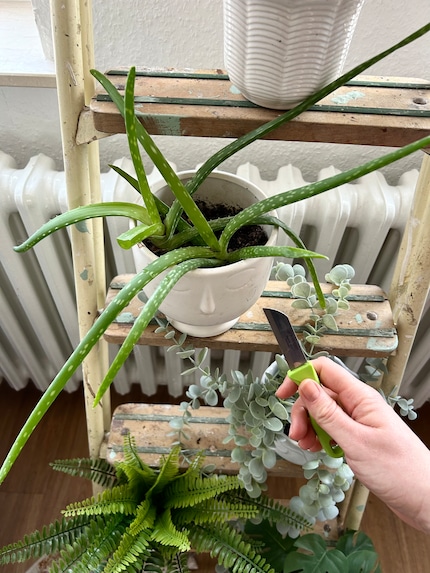 Coupez un brin de la plante avec un couteau propre...
