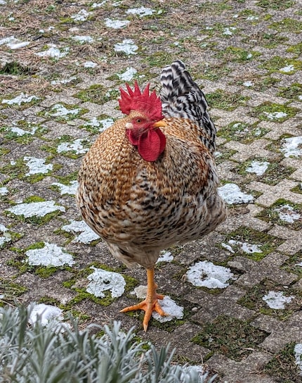 Da un dolce pulcino a un gallo piuttosto vanitoso.
