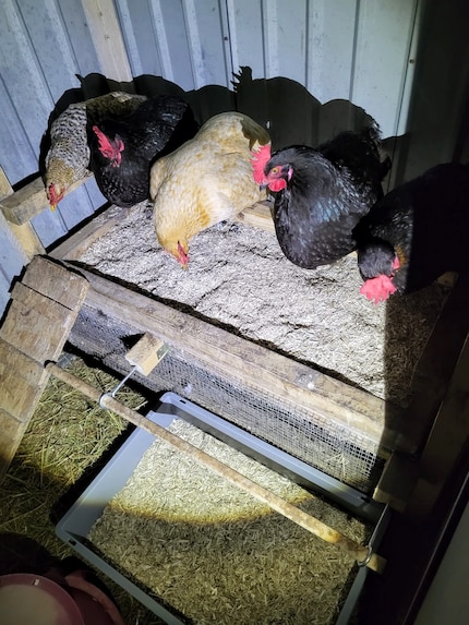 Manca Henry, il gallo del pollaio.