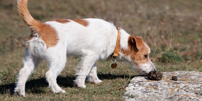 Swiss natural discount dog food