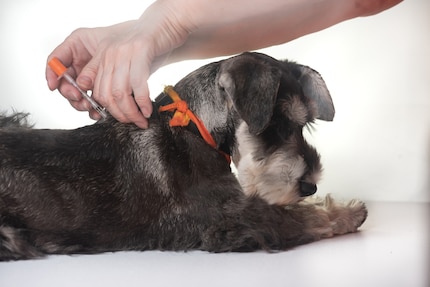 Votre chien peut contracter des maladies par le biais d’excréments.